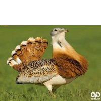 گونه میش مرغ Great Bustard